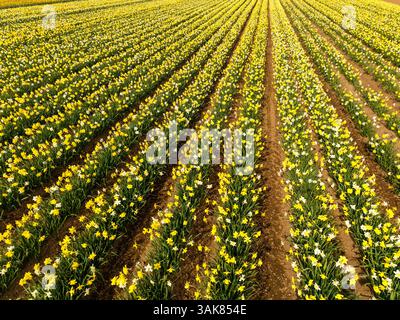 Barras Aberdeenshire Scotland long rows of cultivated yellow and white daffodils Stock Photo
