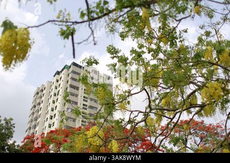 Golden shower tree also known as Indian Laburnum, Sonalu, Sonali ...
