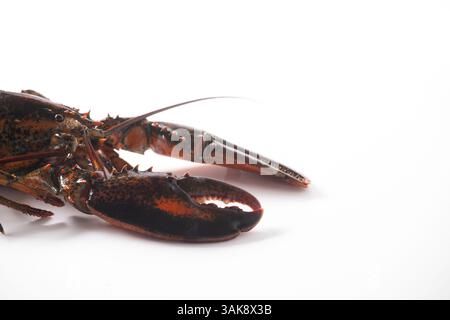 Lobster alive isolated on white Stock Photo