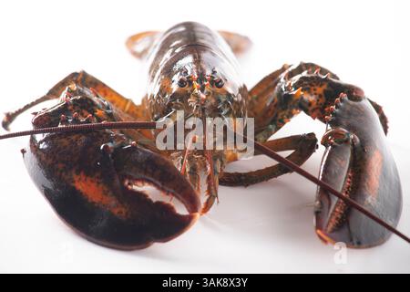 Lobster alive isolated on white Stock Photo