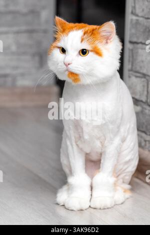 image of a shaved cat sitting on the floor. funny white cat with red head. cat after grooming. vertical photo Stock Photo