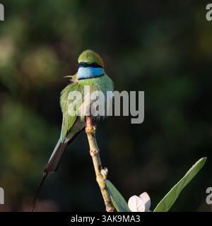 A Little Green Bee-eater perched on a tree in Udawalawe National Park, Sri Lanka Stock Photo