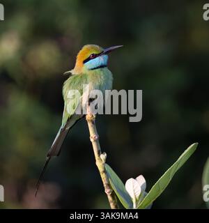 A Little Green Bee-eater perched on a tree in Udawalawe National Park, Sri Lanka Stock Photo