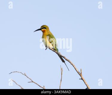 A Blue-tailed bee-eater perched on a tree in Sri Lanka Stock Photo