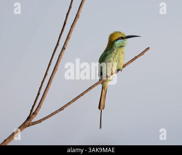 A Little Green Bee-eater perched on a tree in Udawalawe National Park, Sri Lanka Stock Photo