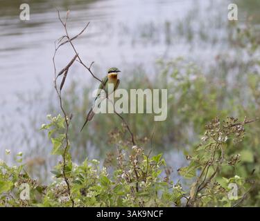 A blue-tailed bee-eater perches on a reed in Sri Lanka Stock Photo