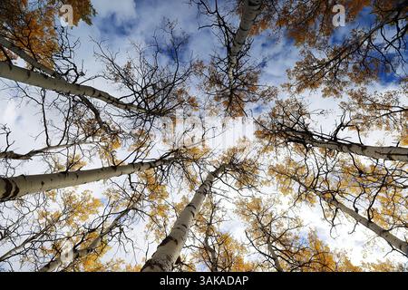139 Quaking aspen trees pointing to the sky, of the forest (interspersed with some conifers) on the Pyramid Lake south shore. Jasper NP-Alberta-Canada Stock Photo