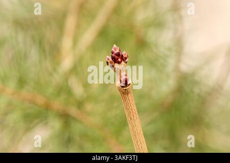 Close-up of a twig with several buds on it Stock Photo