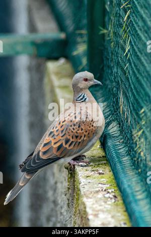 European turtle dove perched on a mossy ledge near a green wire fence, gazing into the distance Stock Photo