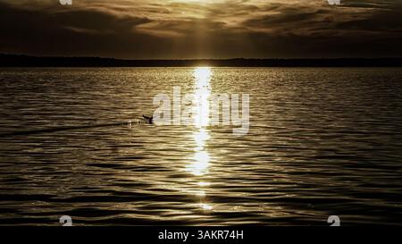 Rippling Water Surface Under Sunlight Stock Photo - Alamy