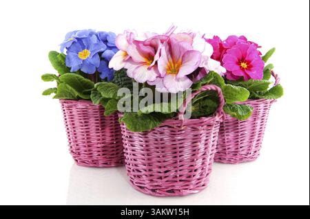 Primulas with different colors in pink baskets Stock Photo