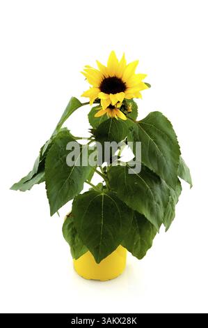 Sunflower planted in flower pot isolated on white background Stock ...