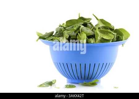 Fresh spinach in strainer Stock Photo
