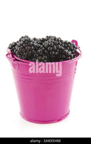 Blackberries in pink bucket isolated over white Stock Photo