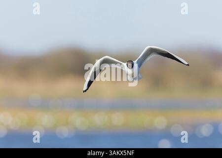 Black-headed gull Chroicocephalus ridibundus, summer plumage adult calling in flight, RSPB Minsmere Nature Reserve, Suffolk, England, April Stock Photo