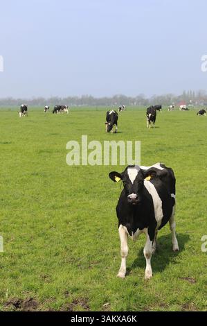 a typical Dutch landscape with cows in the pasture Stock Photo - Alamy