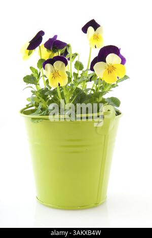 Purple and yellow Violets in green bucket with ribbon Stock Photo