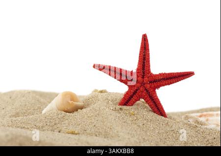 Starfish and shells in the sand at the beach Stock Photo