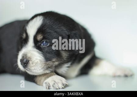 Portrait of small puppy dog lying and sleeping on white background Stock Photo
