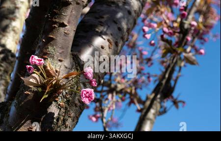 Beautiful cherry tree or sakura with blossom branches growing from the trunk against a blue sky. Shallow depth of field Stock Photo