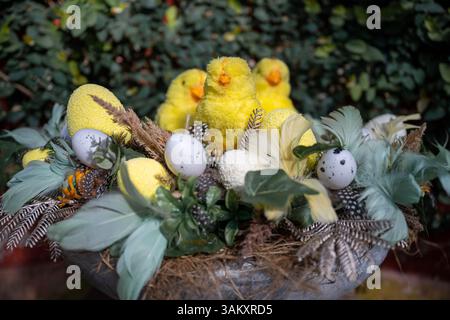 Easter nest with yellow chicks, speckled eggs, and feathers on natural background Stock Photo