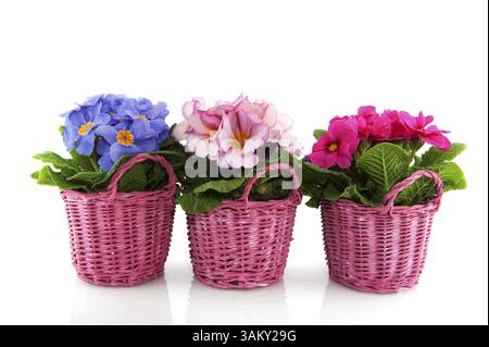 Primulas with different colors and pink baskets in a row Stock Photo