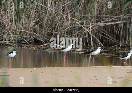 Wild reeds reflected in calm water with ducks – natural wetland habitat background Stock Photo