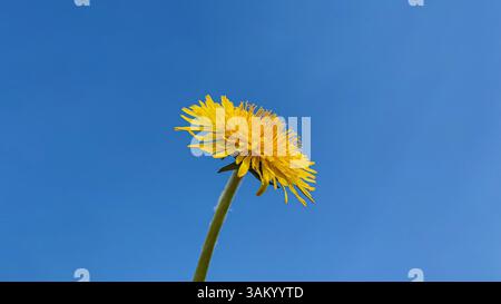 A single bright yellow dandelion flower stands out against a clear blue sky. Stock Photo
