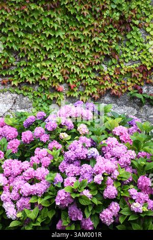 Lush pink and purple hydrangea blooms thrive below a stone wall partially covered with vibrant green and reddish ivy. Stock Photo