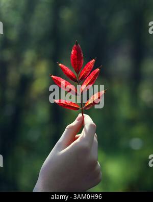 A tender hand holds a vivid red autumn leaf against a soft green forest background,serene and contemplative. Stock Photo