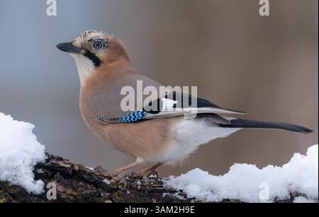 Lovely Eurasian Jay (Garrulus glandarius) posing on snowy branch in winter forest Stock Photo