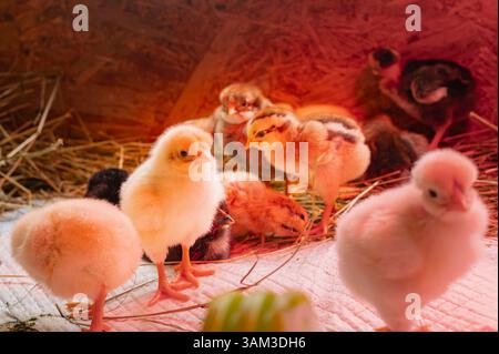 Two-day-old chicks nursery under the red heating lamp, chicks of different breeds, various colors Stock Photo