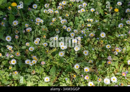 Wild daisies in a meadow Stock Photo