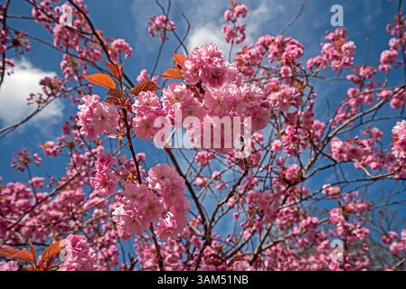 Cherry blossom in Edinburgh, Scotland, UK. Stock Photo