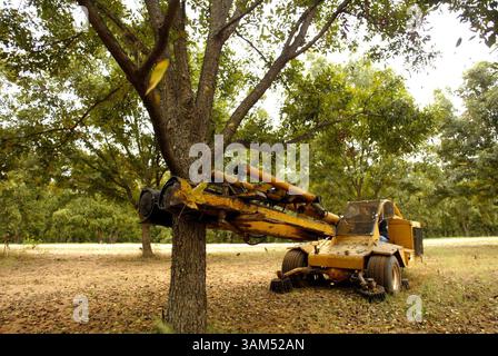Oct. 12, 2004 - U.S. - KRT FOOD STORY SLUGGED: PECANS KRT PHOTOGRAPH BY JILL JOHNSON/FORT WORTH STAR-TELEGRAM (DALLAS OUT) (November 15) A shaker grabs hold of a pecan tree and shakes it during the harvest on one of  Paul Leonard Jr's orchards in Goldthwaite, Texas. (nk) 2004 (Credit Image: © Jill Johnson/mct/ZUMAPRESS.com) Stock Photo