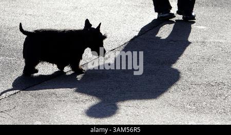 Dec. 1, 2004 - U.S. - KRT US NEWS STORY SLUGGED: BUSH KRT PHOTO BY CHUCK KENNEDY/KRT (December 1) WASHINGTON, DC --  U.S. President George W. Bush looks back at his dog Barney as he makes his way from Marine One to the Oval Office upon landing at the White House after his trip to Canada December 1, 2004. (lde) 2004 (Credit Image: © PHOTOGNOSOURCE/mct/ZUMAPRESS.com) Stock Photo