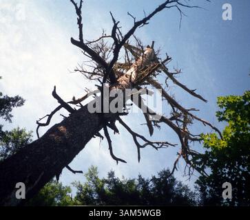 May 9, 2005 - U.S. - KRT TRAVEL STORY SLUGGED: UST-HARTWICKPINES KRT PHOTOGRAPH BY BOB DOWNING/AKRON BEACON JOURNAL (May 30) This 300-year-old Monarch white pine is the biggest tree in Hartwick Pines State Park in Grayling, Michigan. It lost 30 to 40 feet in a wind storm in 1992. (jt) 2005 (Credit Image: © Bob Downing/mct/ZUMAPRESS.com) Stock Photo