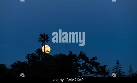 Full moon rises behind palm trees on a late winter evening Stock Photo