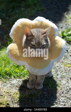 A grey cat stands in a garden, wearing a floral collar designed to protect its wounds. Stock Photo