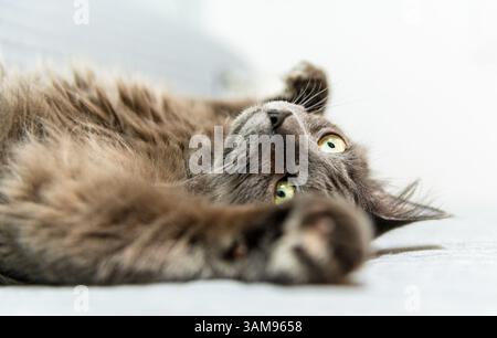Close up portrait of a grey cat lying upside down on a couch, looking up Stock Photo