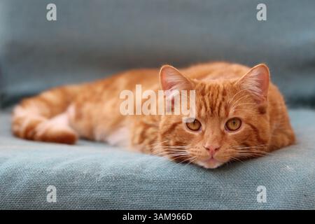 Ginger cat lying down on blue chair. Stock Photo