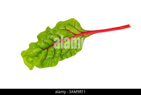 Beet leaves. Beetroot leaves, fresh beet leaf isolated on white background. Stock Photo
