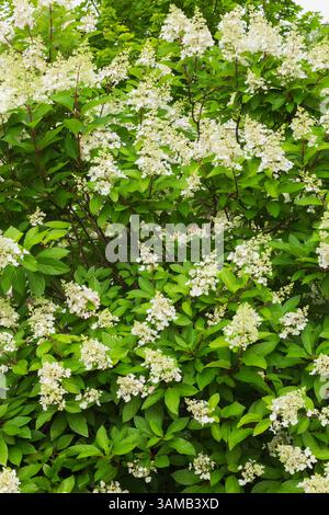 Hydrangea paniculata shrub in summer Stock Photo - Alamy
