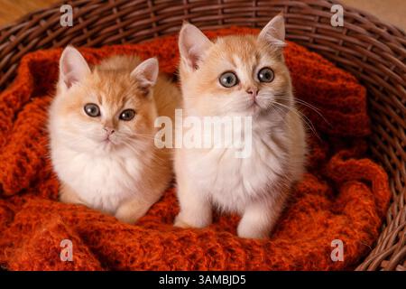 Two Kittens in Woven Basket on Knitted Blanket Stock Photo