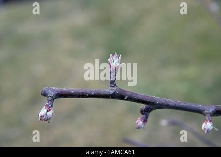 Apple trees with flower buds in April 2025 Stock Photo