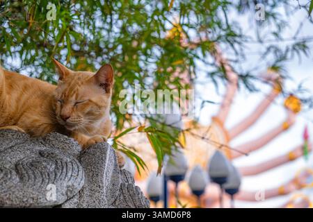 Ginger cat sleeping on stone sculpture with blurred colorful statue of Guanyin in Wat Plai Laem temple on Koh Samui island in Thailand. Travel and Stock Photo