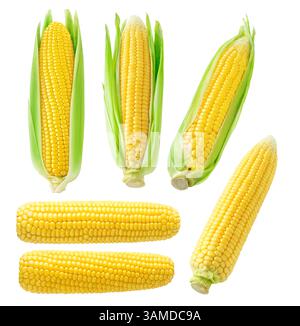 Collection of isolated corn cobs, peeled and with leaves on white background Stock Photo