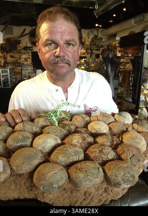 April 19, 2001 - U.S. - KRT US NEWS STORY SLUGGED: SCI-DINOSAUR KRT PHOTOGRAPH BY GEORGE SKENE/ORLANDO SENTINEL (April 19) COCOA BEACH, FL -- Steve Cayer displays a clutch of fossilized dinosaur eggs at his store in Cocoa Beach, Florida. These are Protoceratops eggs and are between 65 and 100 million years old. (OR) PL KD 2001 (Vert) (mvw) (Credit Image: © Orlando Sentinel/mct/ZUMAPRESS.com) Stock Photo