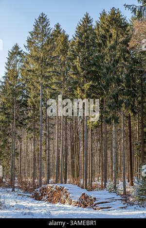 snow-covered tree stack in the commercial forest Stock Photo