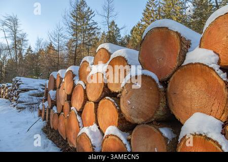 snow-covered tree stack in the commercial forest Stock Photo
